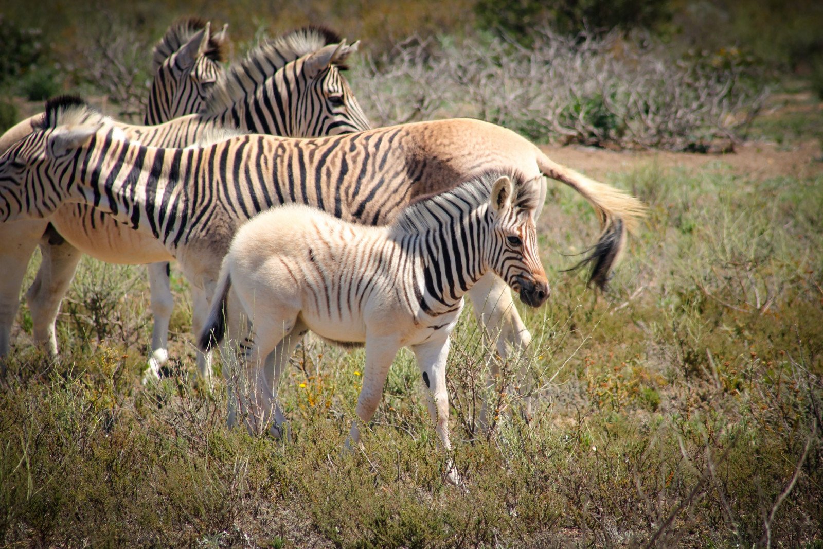 quagga