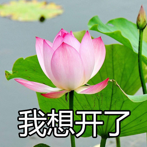 想开了的图片