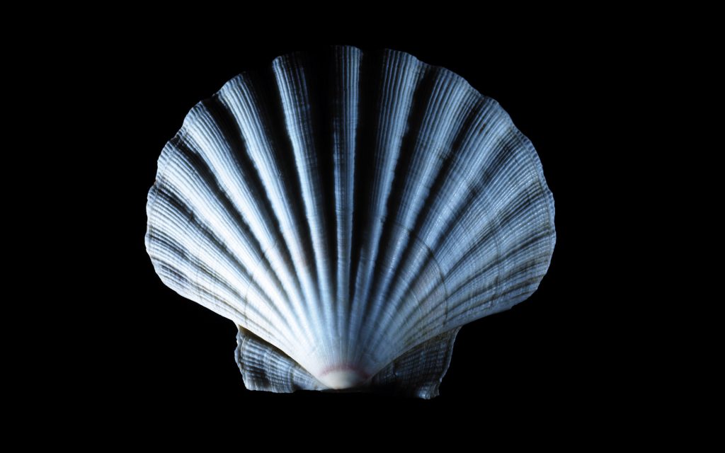 shell下载