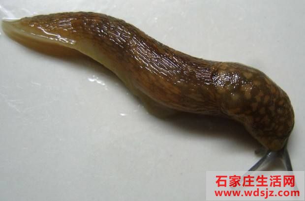 舢怎么读