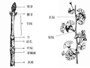 什么的茎叶
