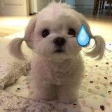 哈喽酷狗