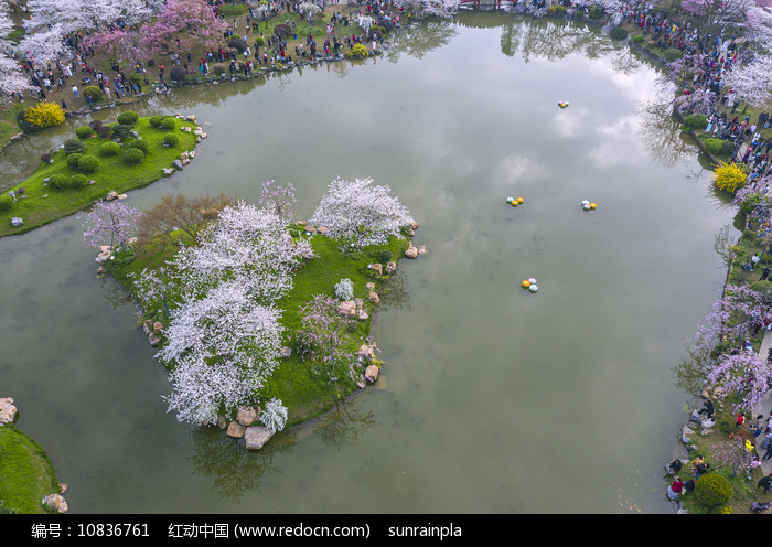 樱花岛