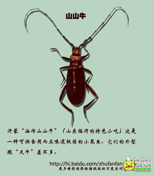 花牛是什么昆虫