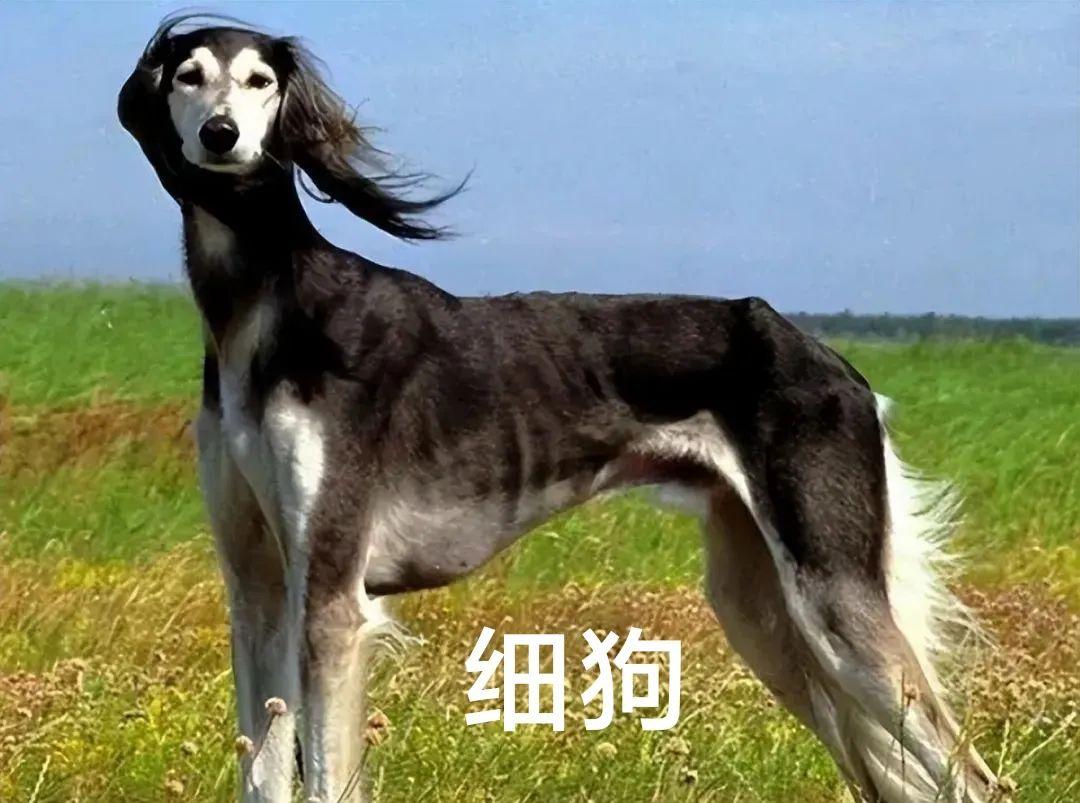 ntr啥意思