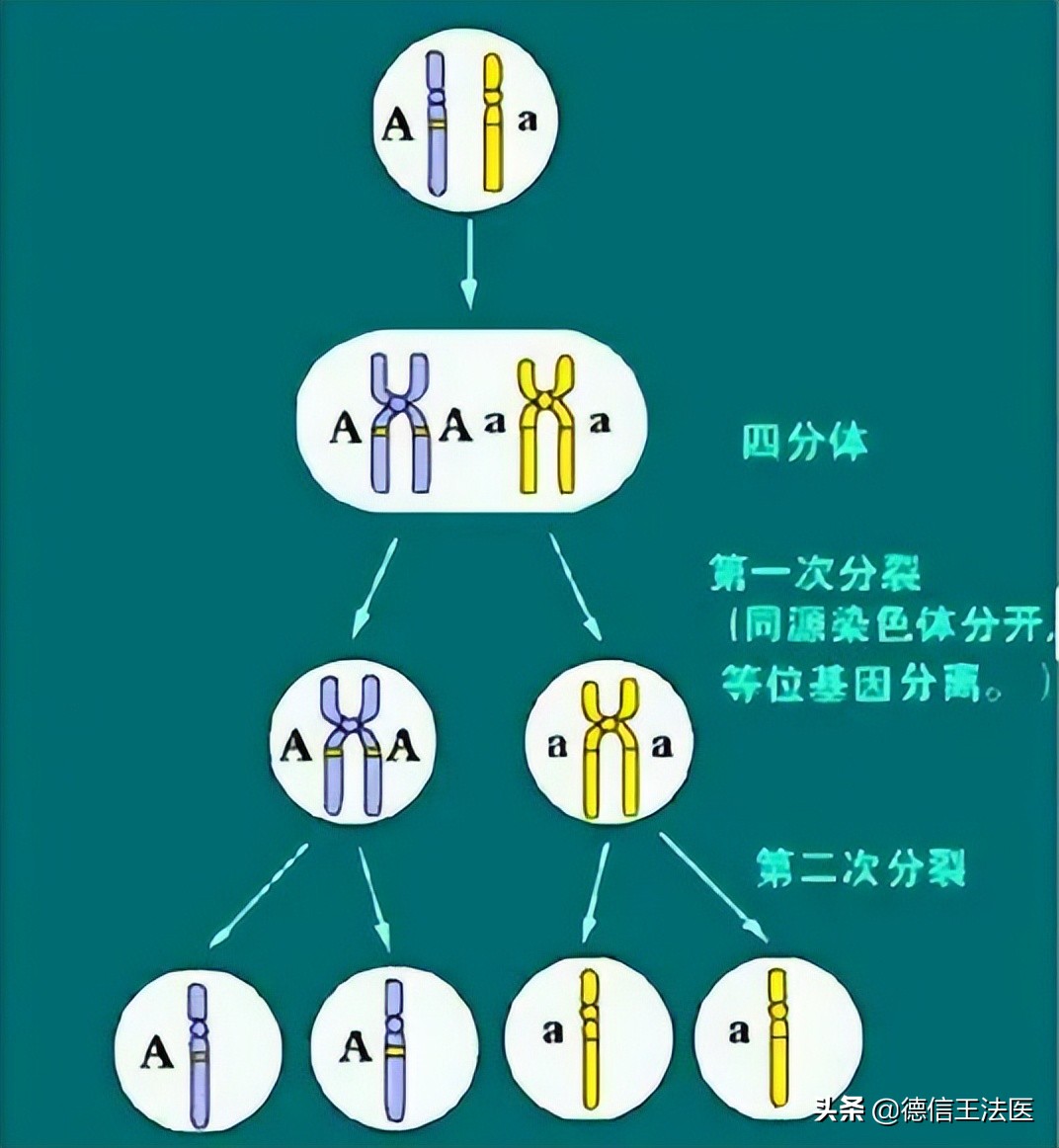 等位基因的概念