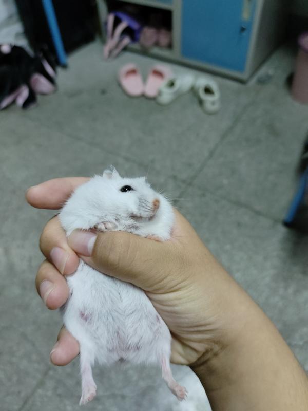 磁力鼠