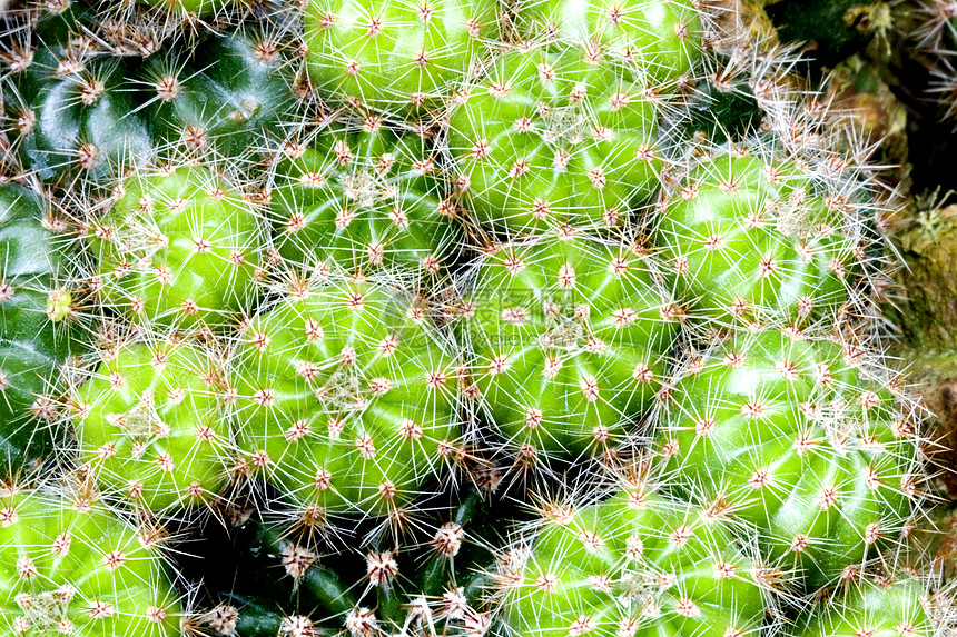 cacti