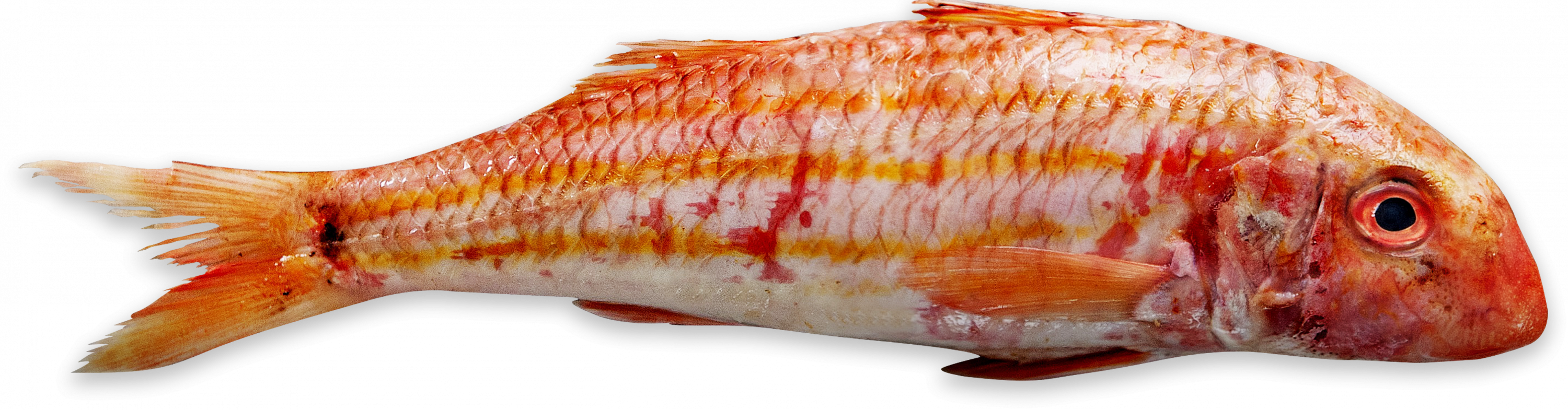 mul