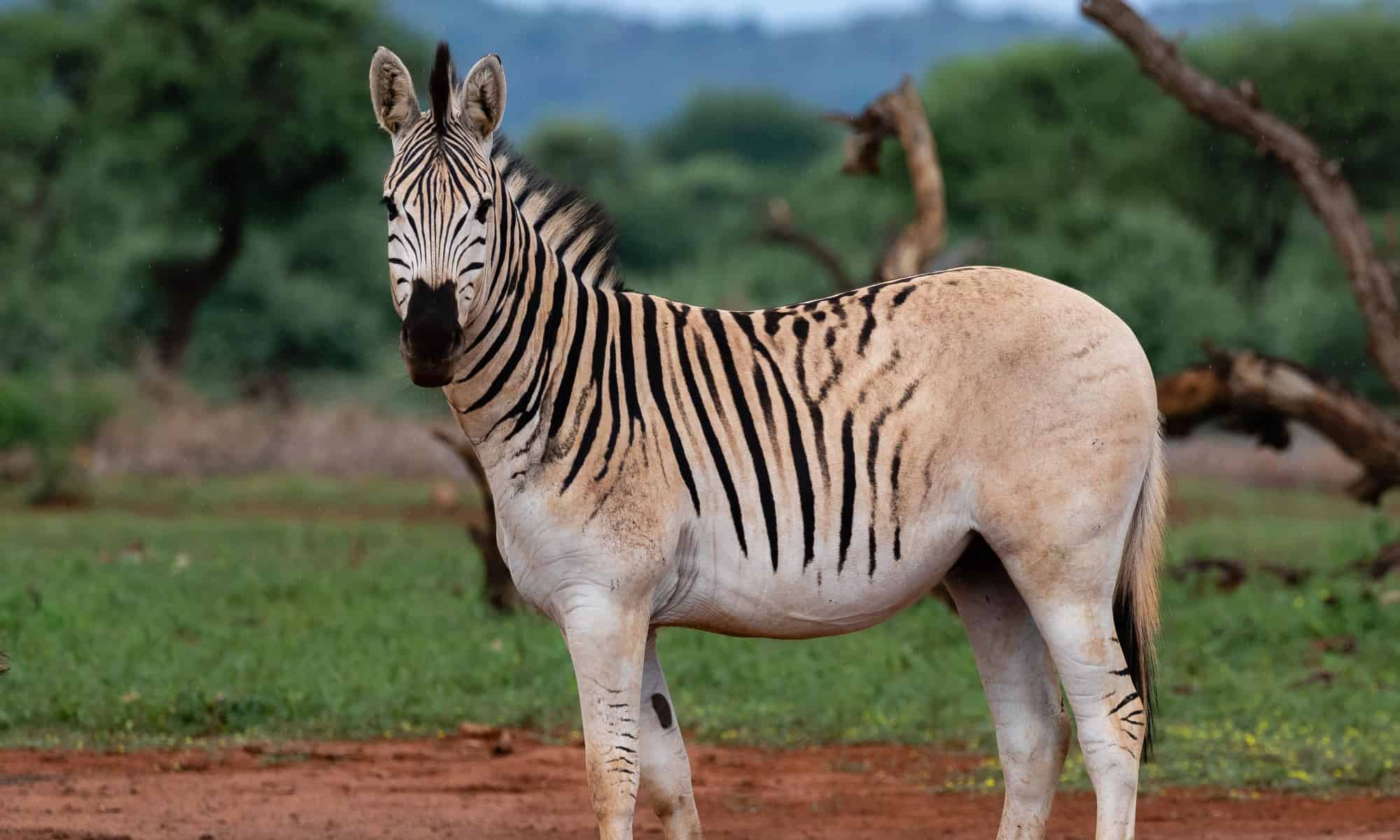 quagga