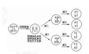 等位基因的概念