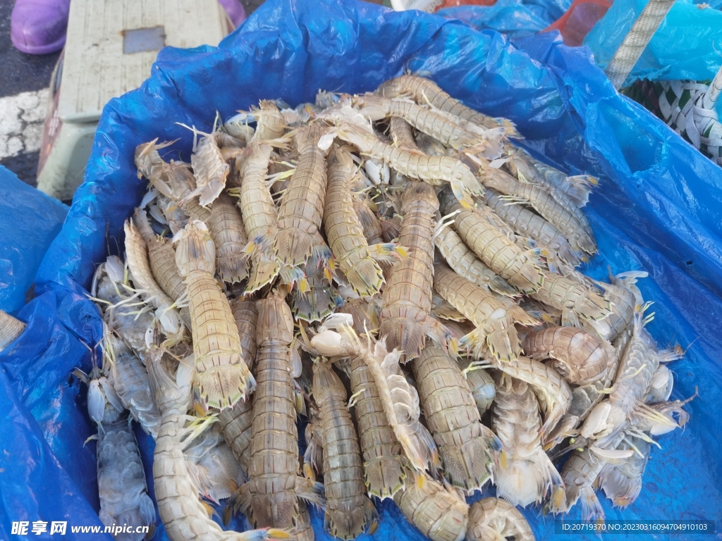 皮皮虾是什么软件