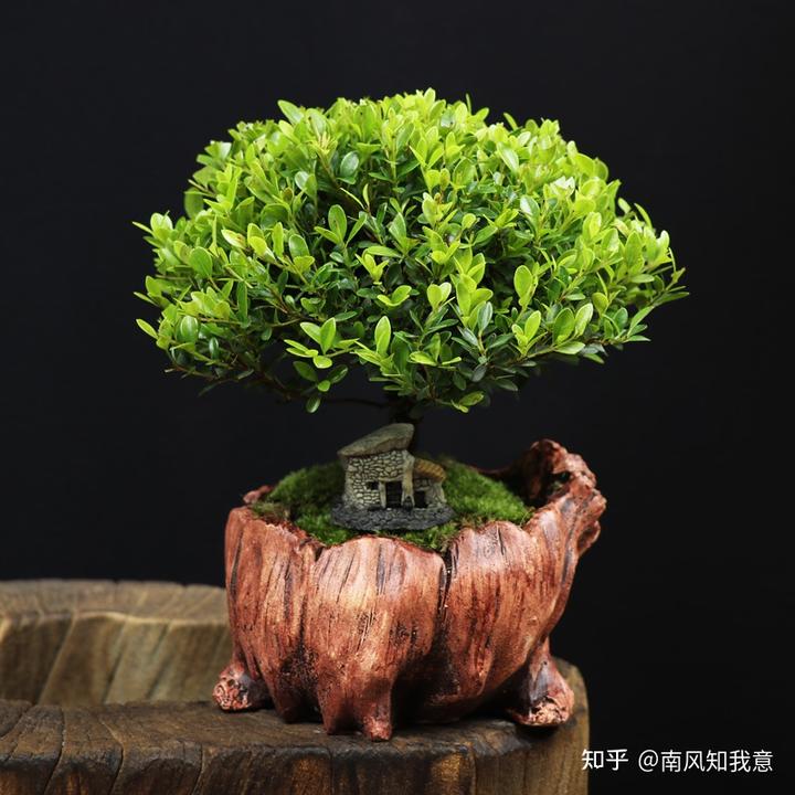 小叶紫檀的寓意