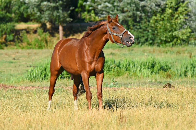neigh