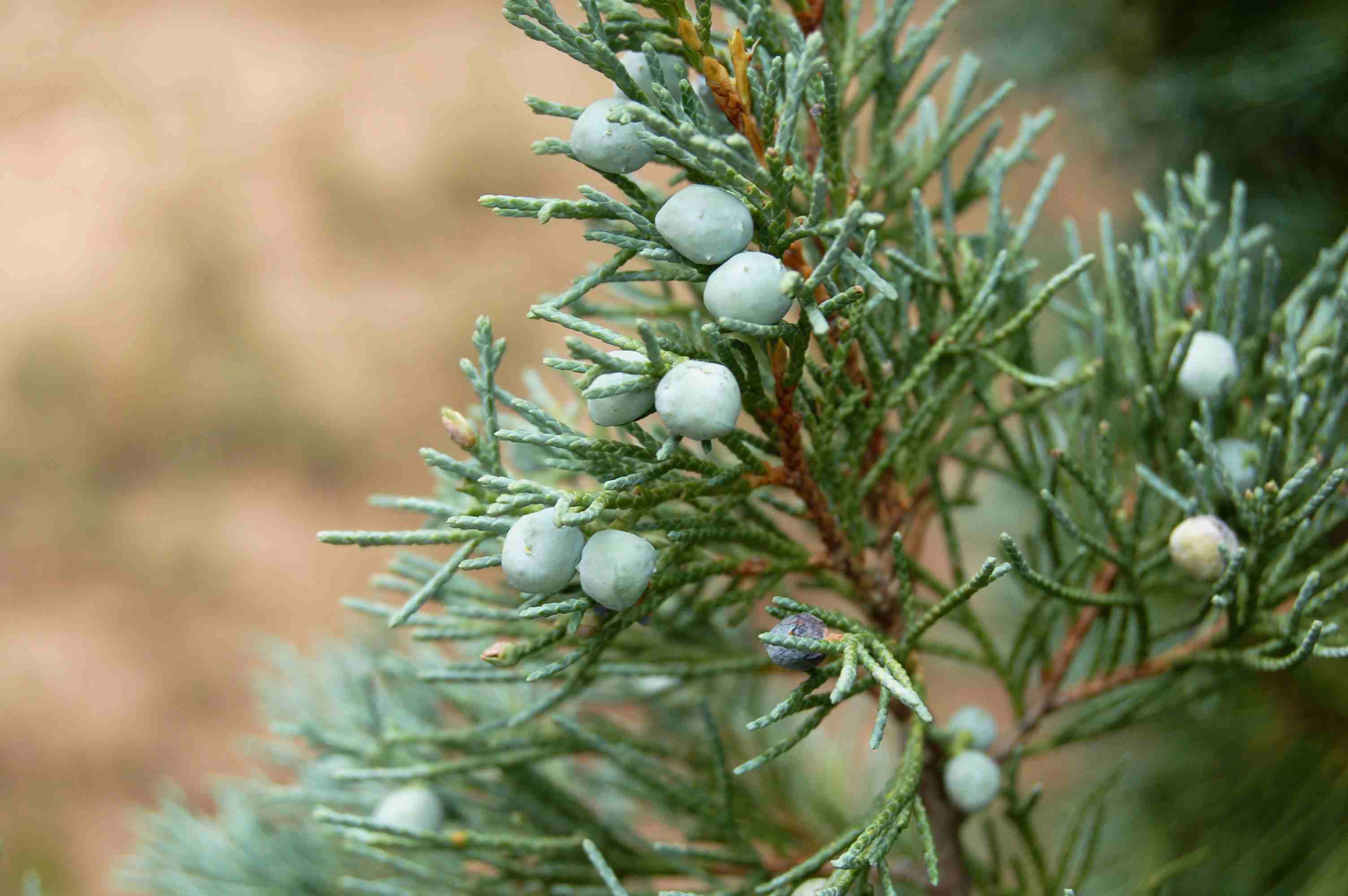 juniper