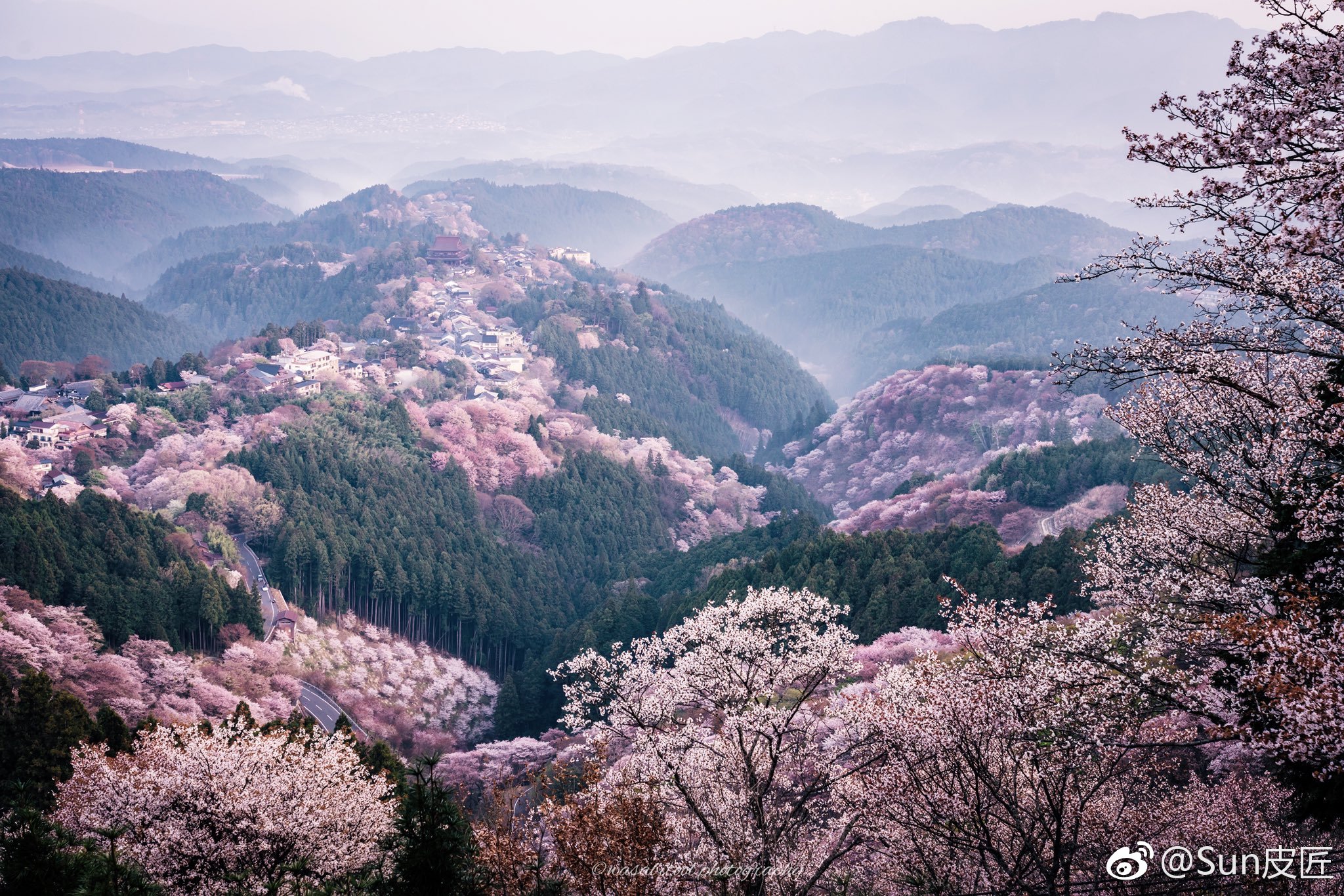 樱花云