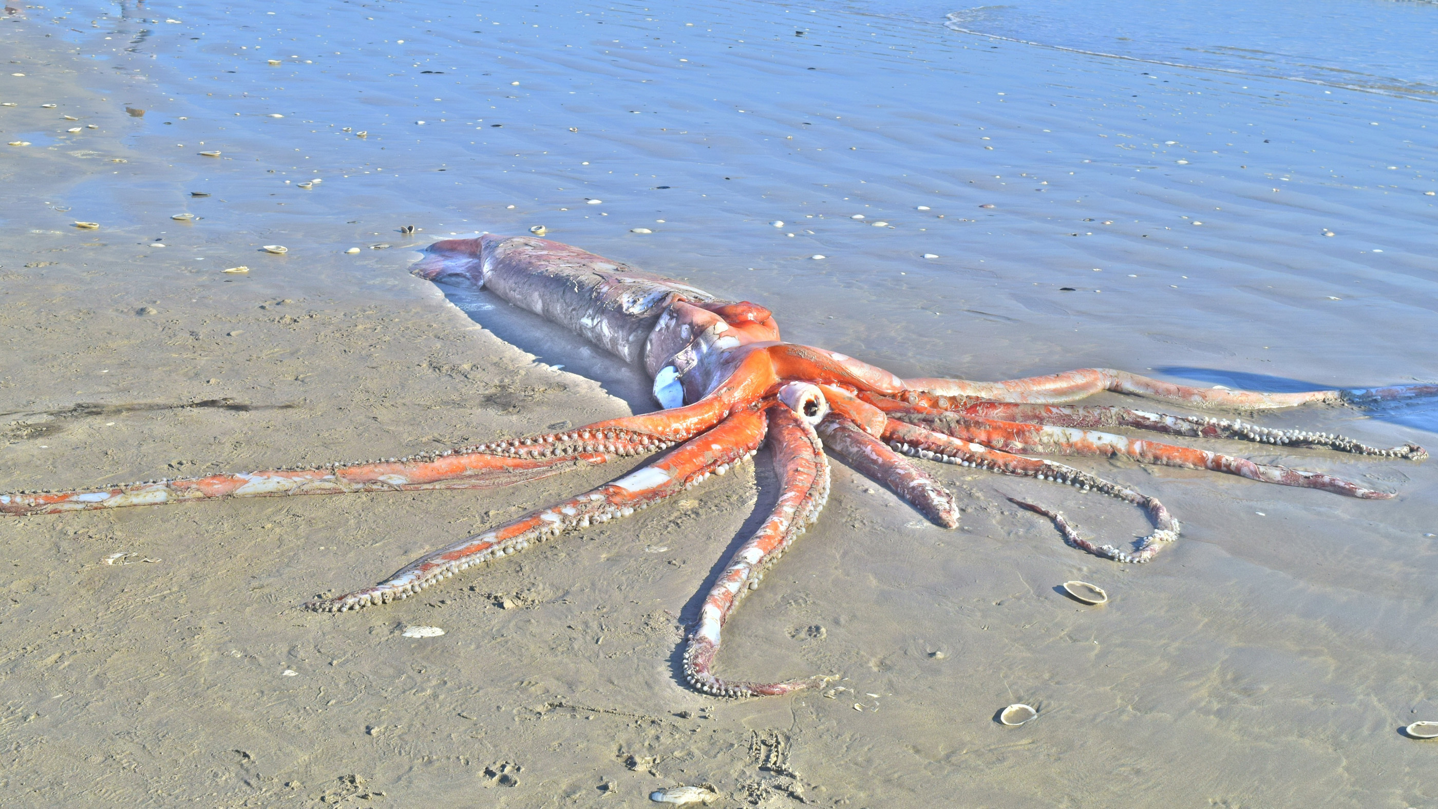 squids