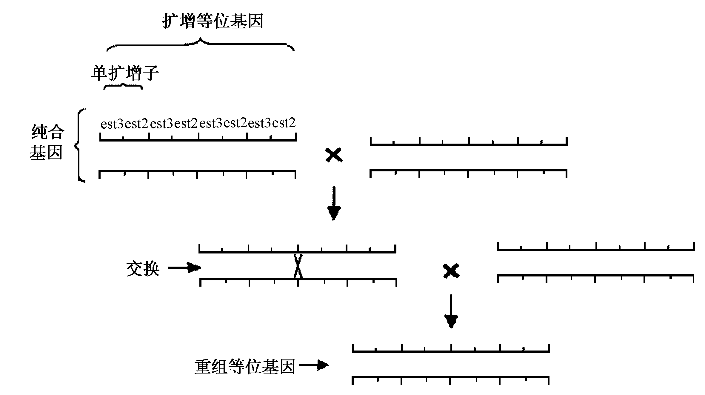 等位基因的概念
