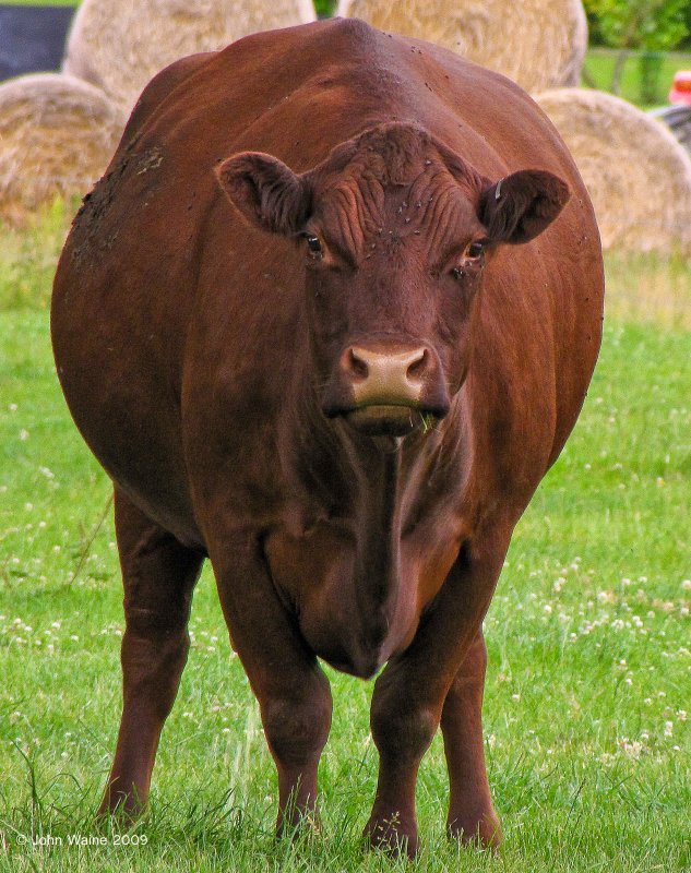 fatcow