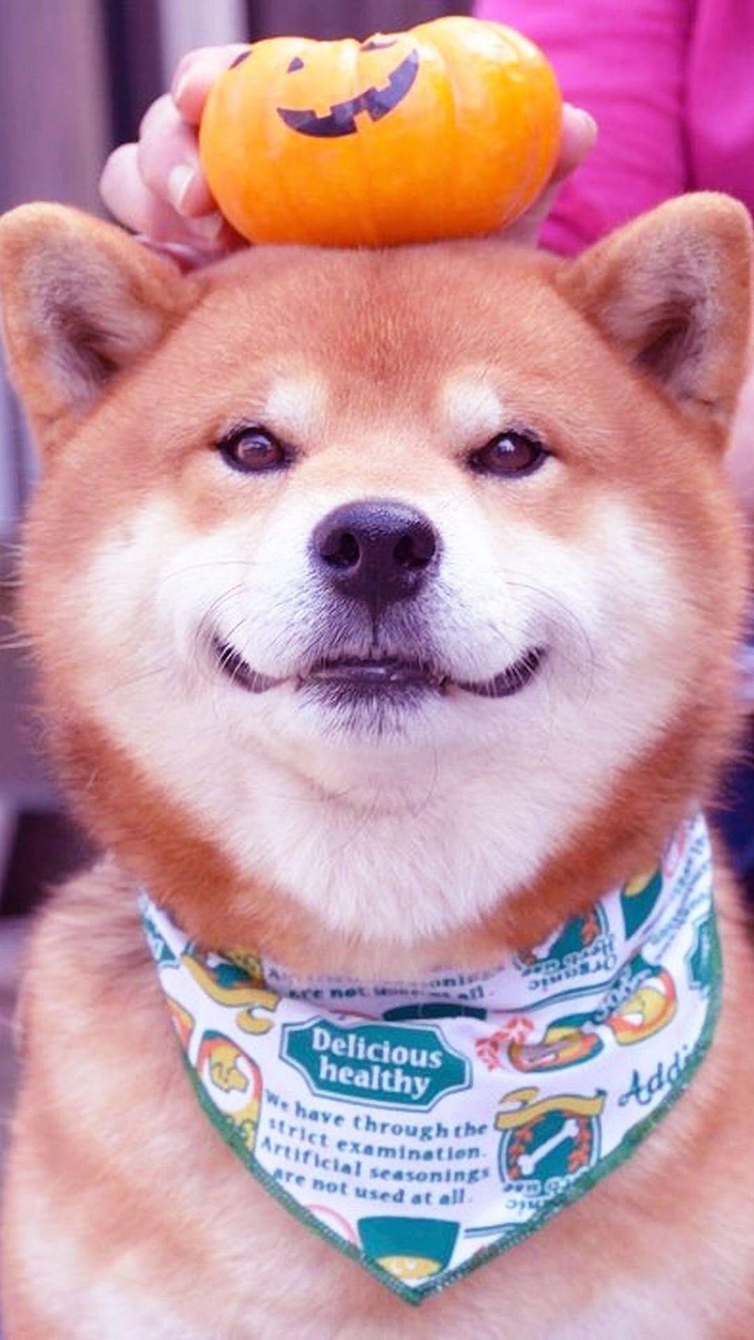酷狗头像