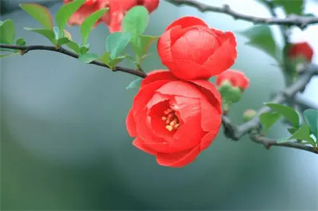 花朝节是哪一天