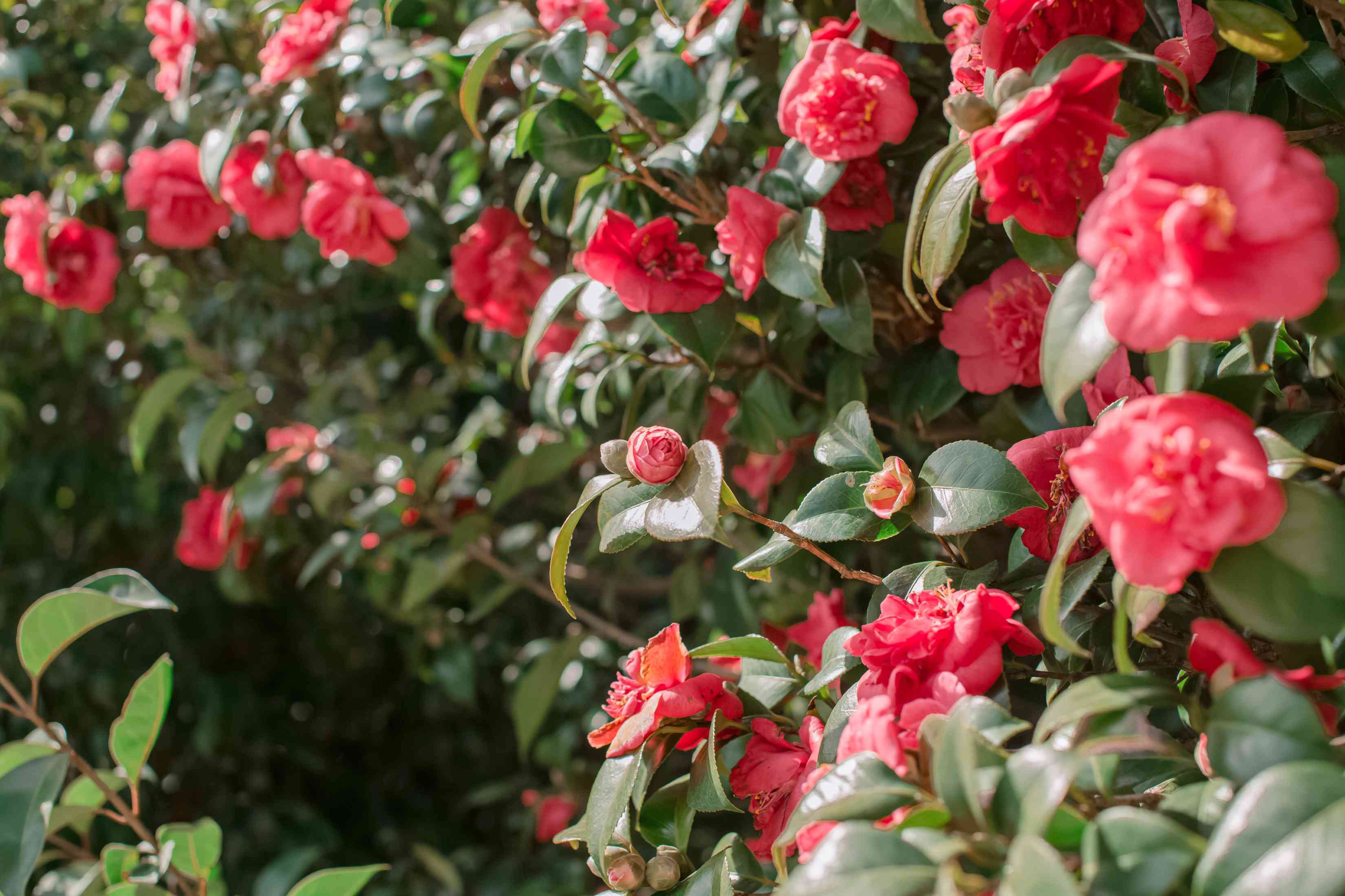 camellia