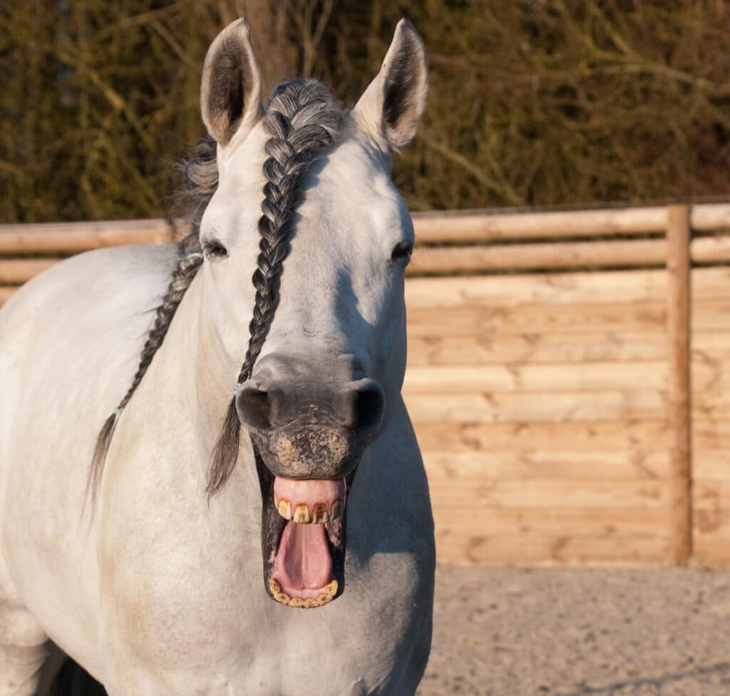 neigh