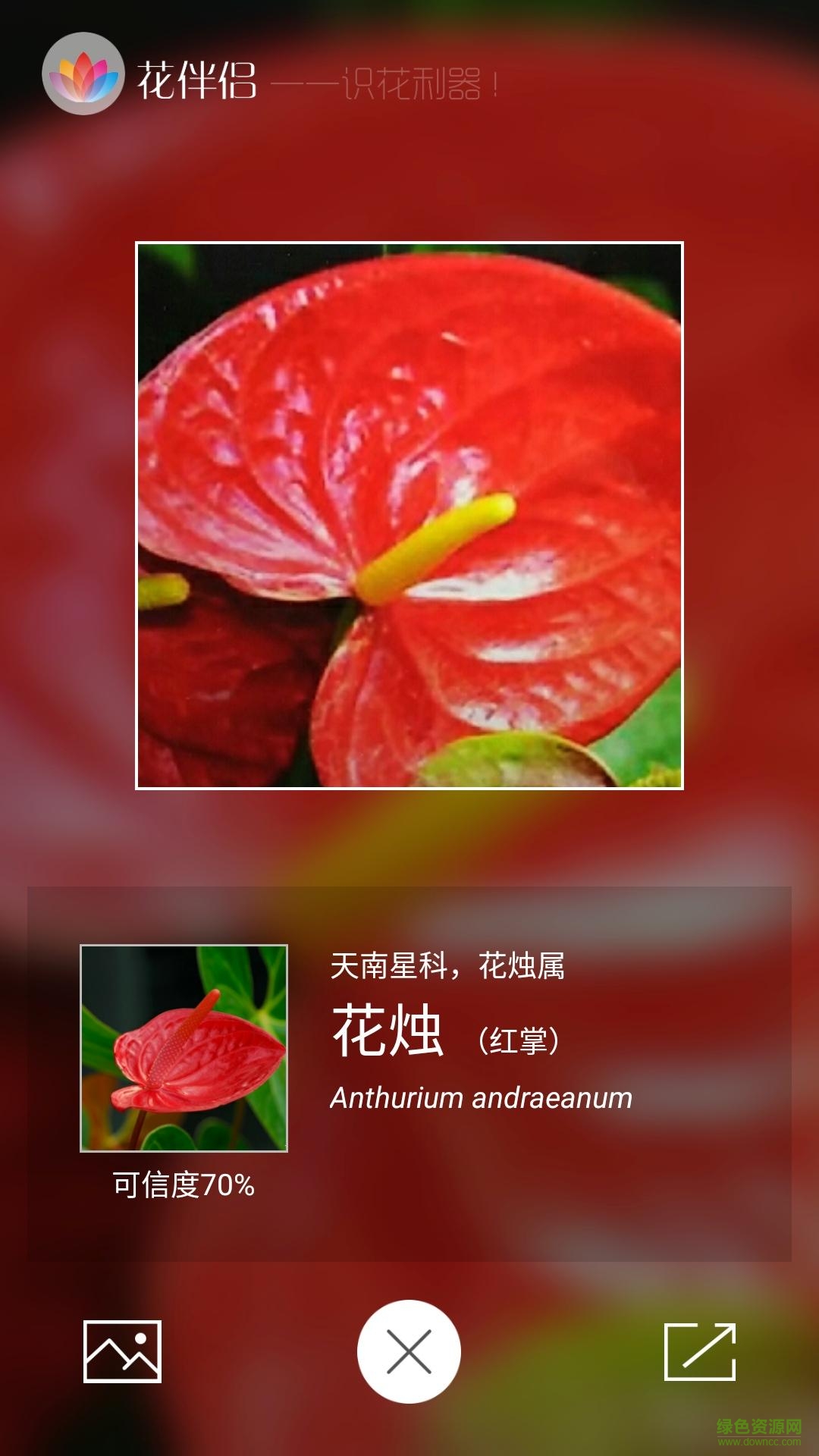 花识别拍照