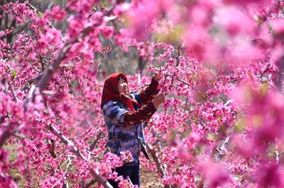 桃花岛网站