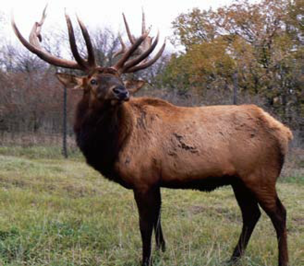 elk