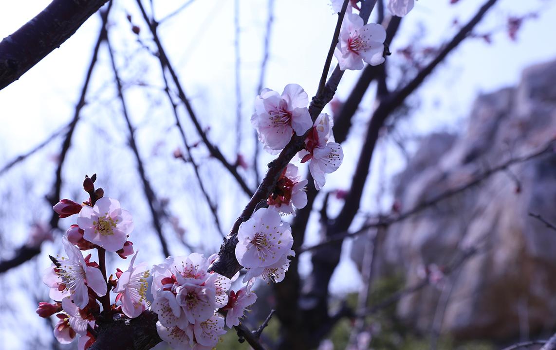 樱花岛