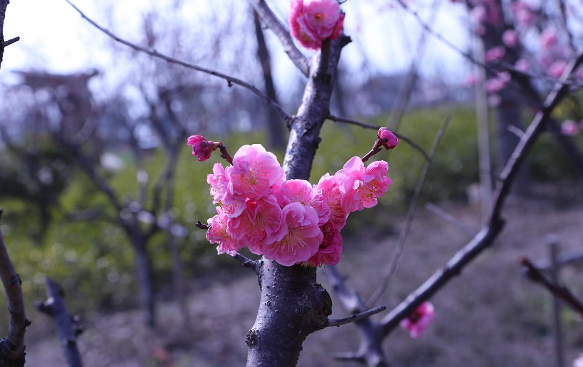 樱花岛