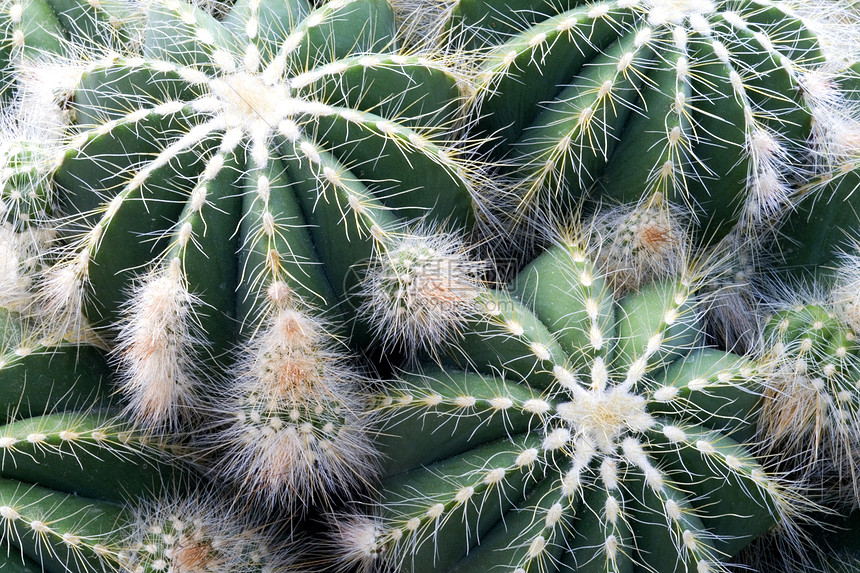 cacti