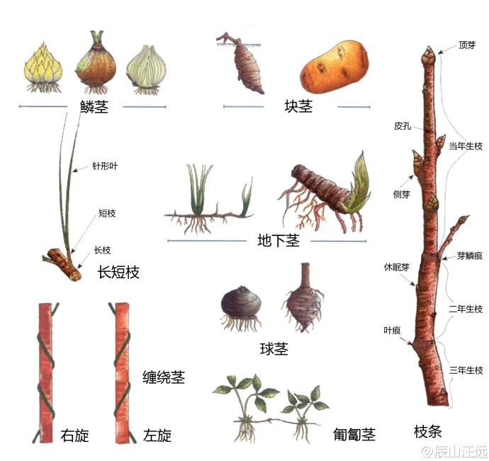 什么的茎叶