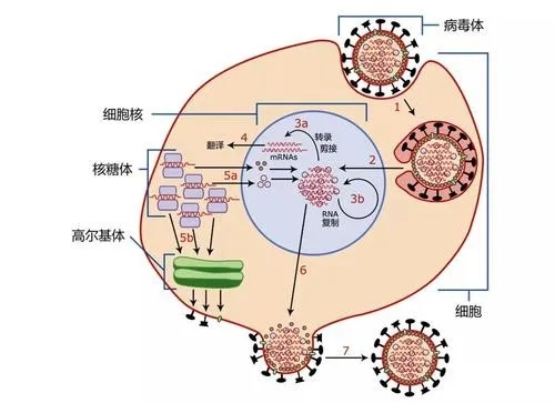 病毒入侵