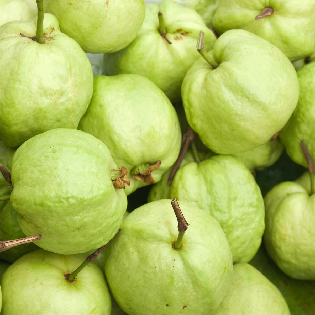 guava