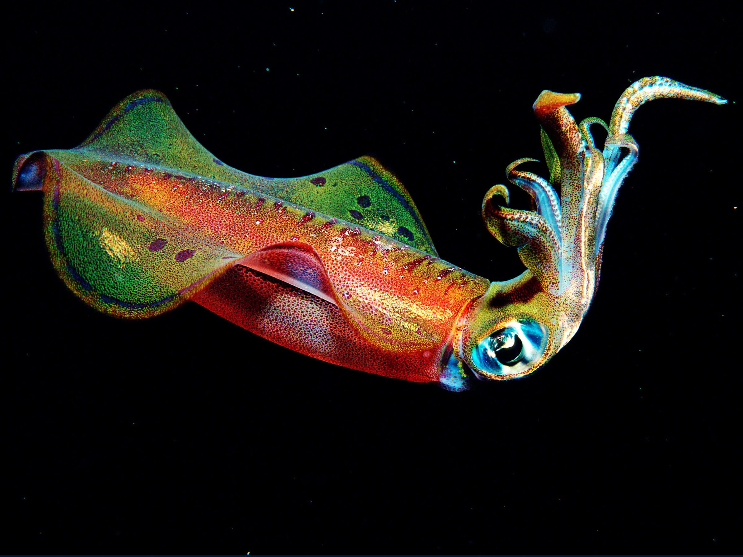 squids