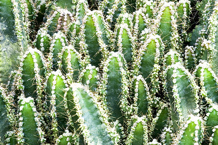 cacti