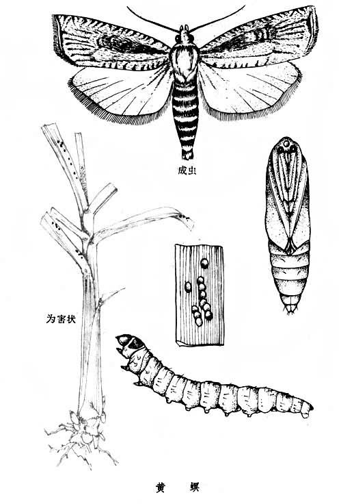 两个点是什么字