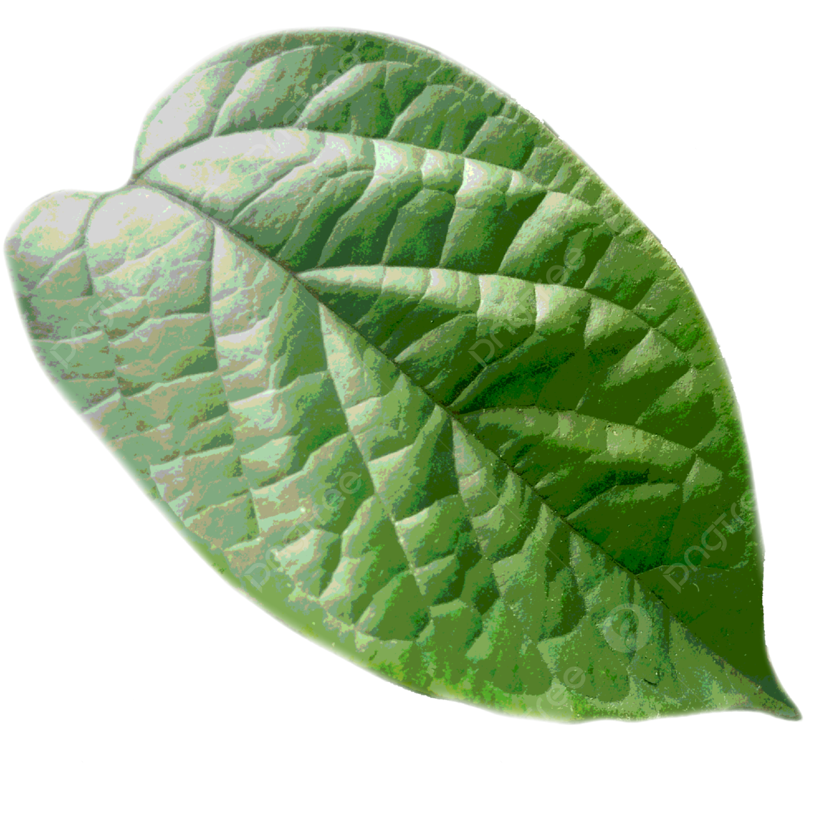 betal