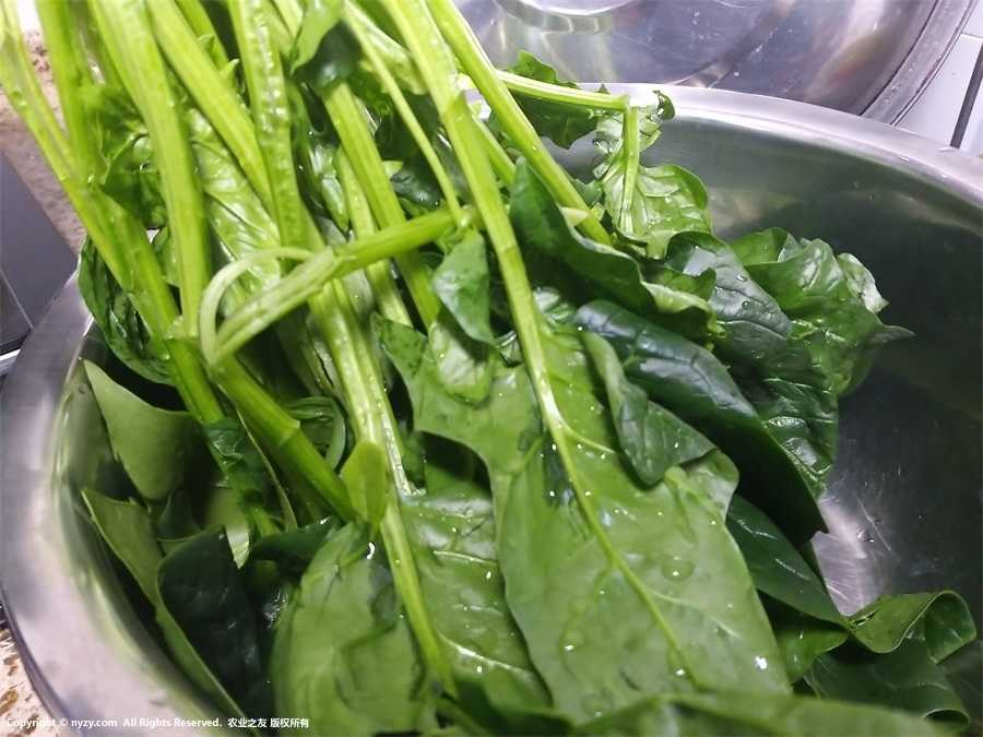 菠菜系统