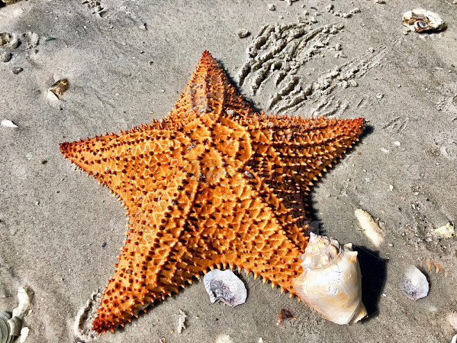 星星海
