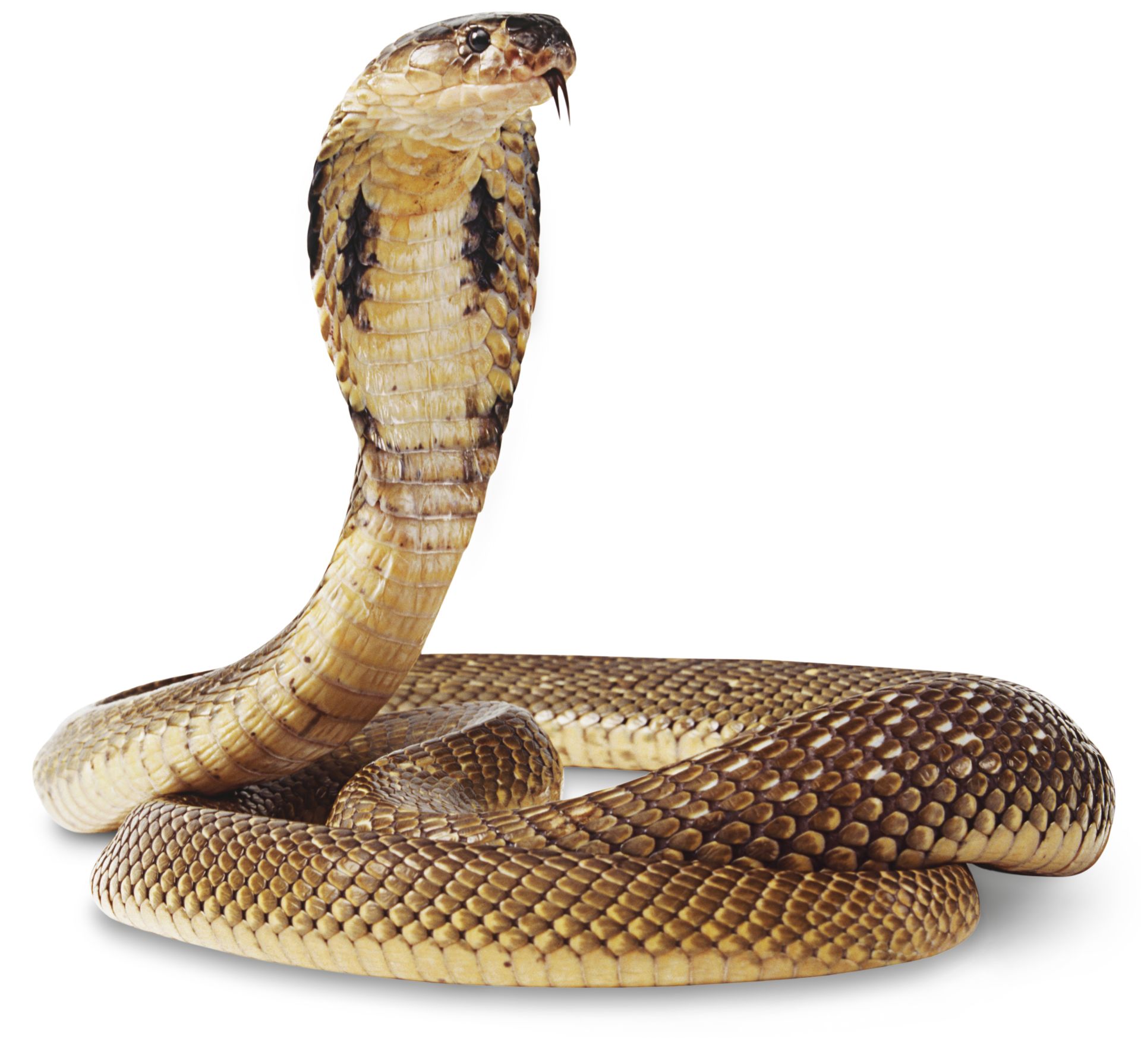 snak