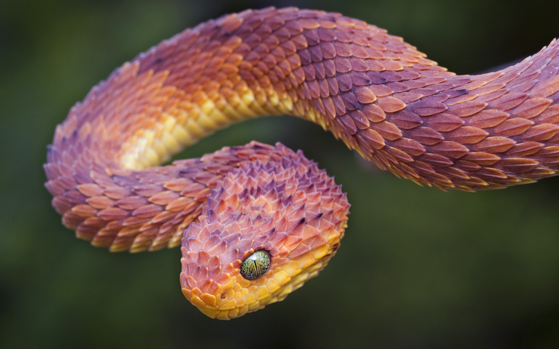 snak