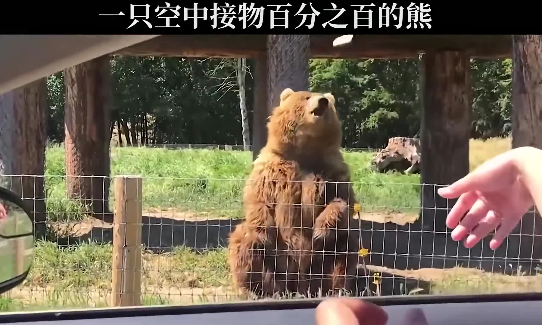 一什么熊皮