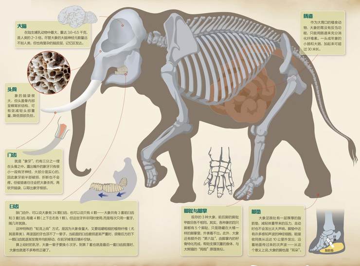 象是什么结构