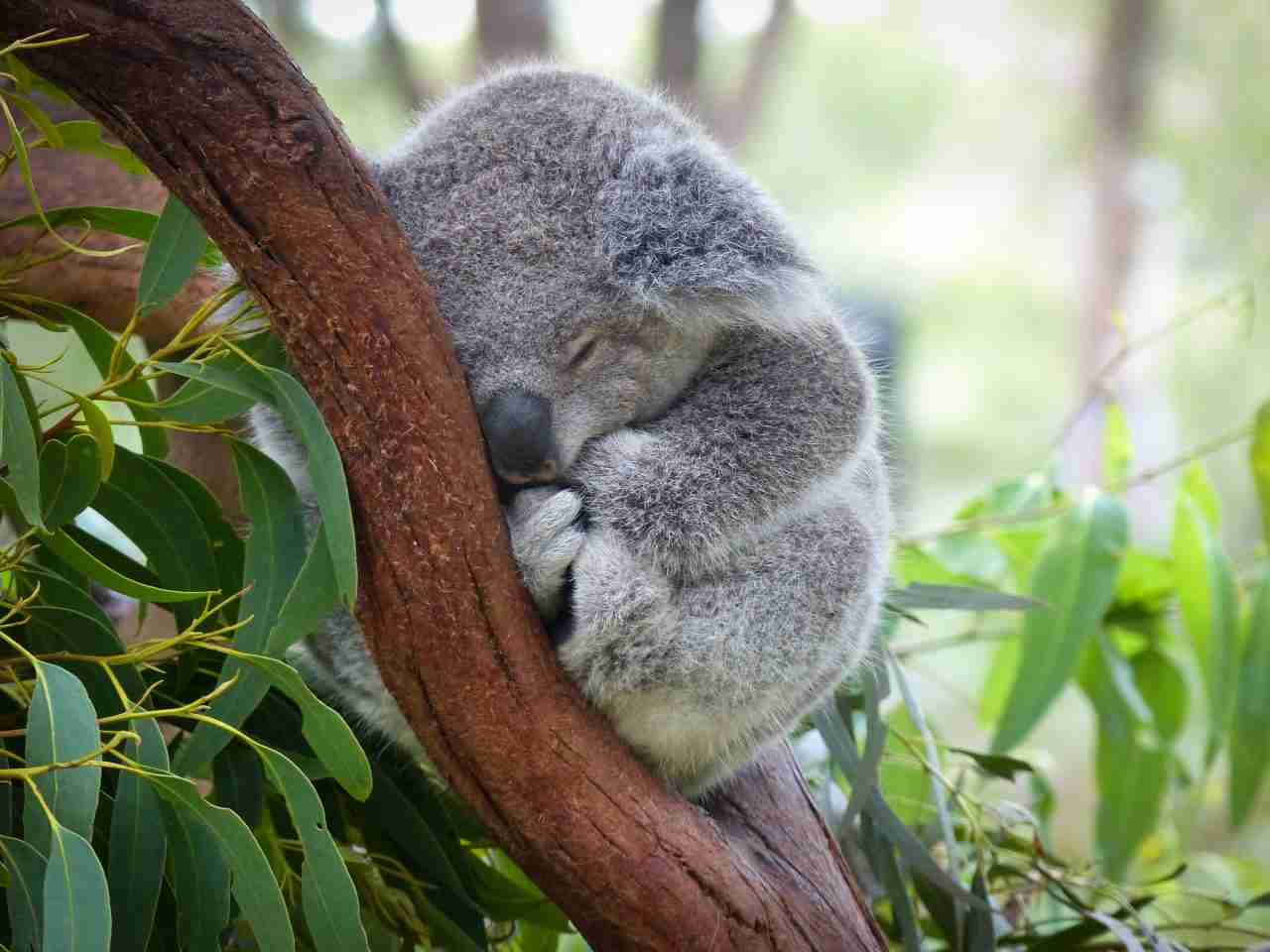 koalas