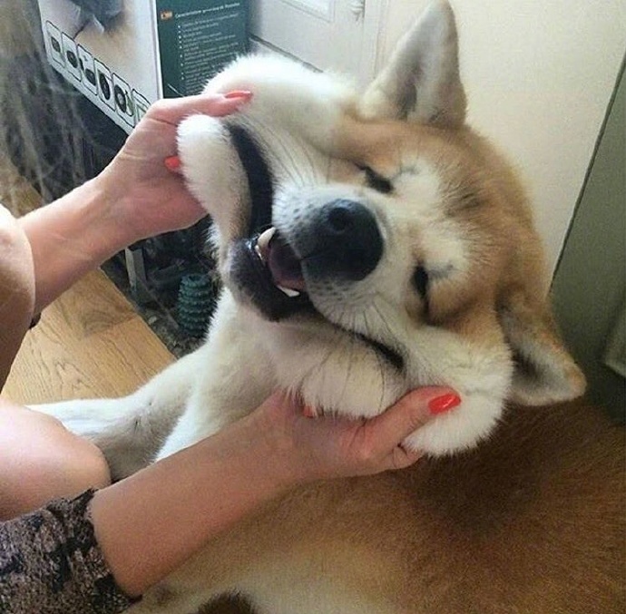 那么大表情包