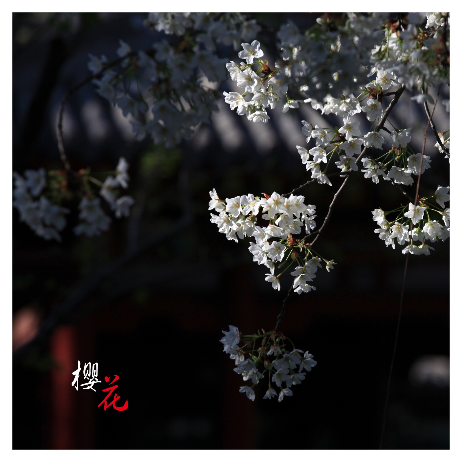 樱花内网