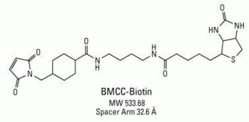 bmcc